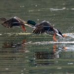 Mallard Ducks | Hunting Magazine
