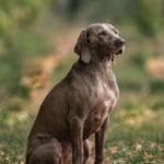 Hunting Dog | Hunting Magazine
