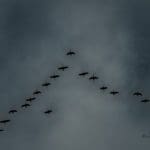 Ducks | Hunting Magazine