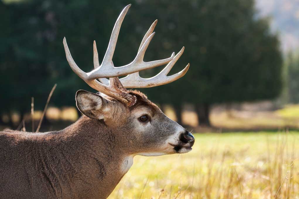Whitetail Deer Buck During Rut