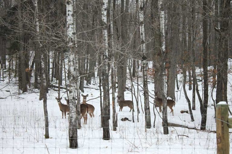 Top Hunting Tips For a December Deer Hunt Hunting Magazine