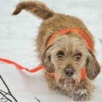 Hunting Rabbits with Basset Hounds