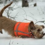 Hunting Rabbits with Basset Hounds