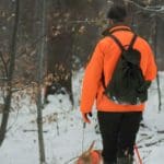 Hunting Rabbits with Basset Hounds