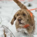 Hunting Rabbits with Basset Hounds