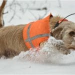 Hunting Rabbits with Basset Hounds