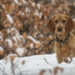 Hunting Rabbits with Basset Hounds