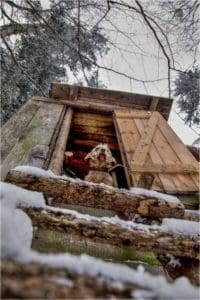 Basset Hound in Treestand