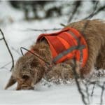 Hunting Rabbits with Basset Hounds