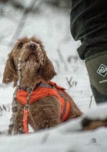 Basset Hound Looking up a Hunter