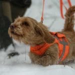 Hunting Rabbits with Basset Hounds