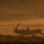 Slovakia Red Deer Hunting
