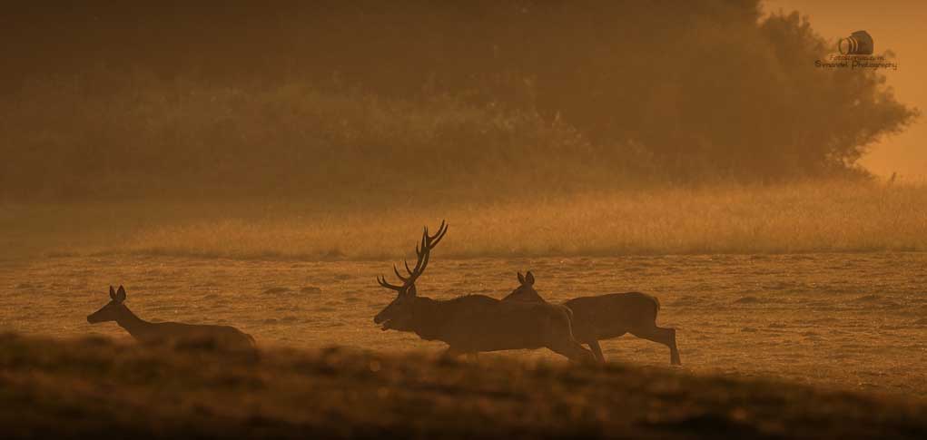 Slovakia Red Deer Running