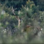 Slovakia Red Deer Hunting