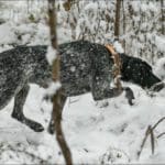 German Shorthair Pointer Hunting in Winter Snow