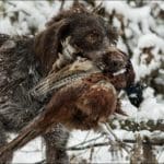 Hunting Bird Dog Retreiving Pheasant