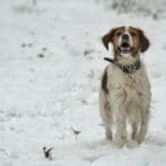 Bird Hunting Dog Hunting Day Slovak University of Agriculture