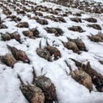 Game Birds Shot during Hunting Day Slovak University of Agriculture