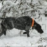 German Shorthair Pointer Hunting Day Slovak University of Agriculture