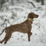 Hunting dog in winter