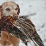 Hunting Day Slovak University of Agriculture