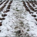 Hunting game birds in winter