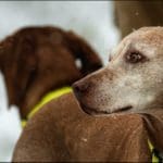 Hunting dogs in winter