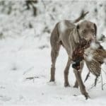 Hunting dogs in winter