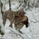 Hunting dogs in winter
