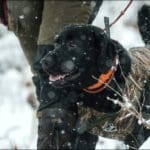 Hunting dogs in winter