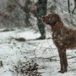 Hunting dogs in winter