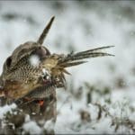 Hunting dogs in winter with game bird in mouth