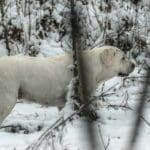 White Hunting dog Hunting in Winter Woods
