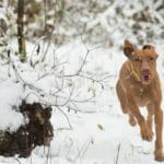 Hunting dog with game bird