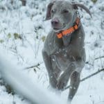 Liver Colored Hunting Retriever in Winter Retervering Game Bird