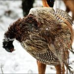 Hunting dog with game bird