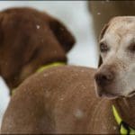 Hunting dog with game bird