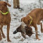 Hunting dog with game bird