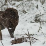 Hunting dog with game bird