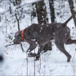 Hunting dog looking for game bird