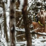 Hunting dog with game bird