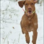 Hunting Reterver in Winter Fetching Bird
