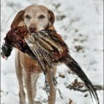 Hunting Day Slovak University of Agriculture