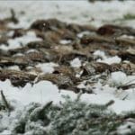 harvested game birds