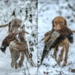Hunting dogs with game bird