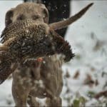 Hunting dog with game bird
