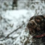 Hunting dog with game bird