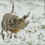 Hunting dog with game bird Hunting in Winter