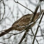 Game Bird Hunting in Winter