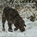 Hunting dog with game bird
